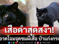 สุดสง่า! \'เสือดำ\'เดินอวดโฉมจุดชมผีเสื้อ ป่าแก่งกระจาน ตอกย้ำความอุดมสมบูรณ์