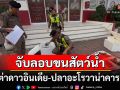 จับลอบขนเต่าดาวอินเดีย-ปลาอะโรวาน่าคารถบัส