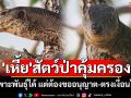 รู้ยัง!? \'เหี้ย\'เป็นสัตว์ป่าคุ้มครองเพาะพันธุ์ได้ แต่ไม่ใช่ทุกคน กรมอุทยานฯ แจงต้องขออนุญาต