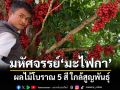 \'มะไฟกา\'ผลไม้โบราณ 5 สีหายากใกล้สูญพันธุ์ \'ชาวอำเภอห้วยยอด\' ร่วมอนุรักษ์