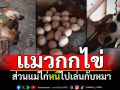 แปลกดี! แมวกกไข่ไก่ ส่วนแม่ไก่หนีไปเล่นกับหมา