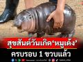 สุขสันต์วันเกิด \'หมูเด้ง\' ครบรอบ 1 ขวบ เด็กอายุไม่เกิน 12 ปี ชมฟรี