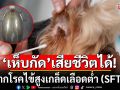 \'เห็บกัด\'อาจทำให้เสียชีวิตได้ จากโรคไข้สูงเกล็ดเลือดต่ำ (SFTS) ไทยพบดับแล้ว 2 ราย