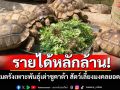 เต่ายักษ์เมืองตรัง หนุ่มใหญ่ปั้น\'ซูคาต้า\'สัตว์เลี้ยงมงคลอันดับ 3 ของโลกสร้างหลักล้าน