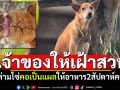 สุดทนเจ้าของใจร้าย! ล่ามโซ่สุนัขคอเป็นแผลลึก ทิ้งไว้ในสวนให้อาหาร2สัปดาห์ครั้ง