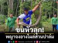 ช็อกปนผวา! เผชิญหน้าจงอางยักษ์เกือบ 5 เมตรกลางสวนปาล์ม
