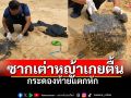 พบซากเต่าหญ้าเกยตื้นหาดนาใต้ \'พังงา\' กระดองท้ายแตกหัก
