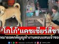 \'โกโก้\'แคชเชียร์สี่ขา หมายอดกตัญญูทำงานตอบแทนเจ้าของ