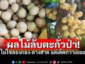 เปิดตัว\'มะละกะ\' ผลไม้ลับตะกั่วป่า! ไม่ใช่\'ลองกอง-ลางสาด\' ความอร่อยที่ต้องตามล่า