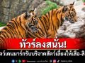 ทัวร์ลงสนั่น! สวนสัตว์เดนมาร์กขอรับบริจาคสัตว์เลี้ยงให้เสือ-สิงโตกิน