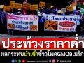 ชาวไร่ข้าวโพดเพชรบูรณ์ ประท้วงราคาต่ำ ผลกระทบรัฐนำเข้าข้าวโพดGMOอเมริกา