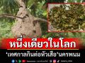 \'อบต.กุตาไก้\'เตรียมจัดเทศกาล\'กินต่อหัวเสือ\'ประกวดเมนูอาหารแปลกเปิบพิสดาร