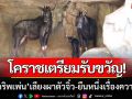 โคราชเตรียมรับขวัญ! ‘น้องกริพเพ่น’ ลูกเลียงผาตัวใหม่-ยืนหนึ่งเรื่องความคิวต์