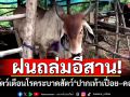 ฝนถล่มอีสาน! ปศุสัตว์โคราชเตือนโรคระบาดสัตว์ เสี่ยงปากเท้าเปื่อย–คอบวม