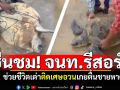 ชื่นชม! จนท.รีสอร์ตเกาะพระทอง ช่วยชีวิต\'เต่าหญ้า\'ติดเศษอวน เกยตื้นชายหาด