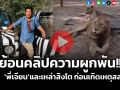 (คลิป) ย้อนดูความผูกพัน \'พี่เจียน\' และเหล่าสิงโต ก่อนเกิดเหตุสลด