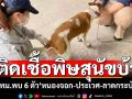 \'โรคพิษสุนัขบ้า\'กทม.พบติดเชื้อ 6 ตัว เขต\'หนองจอก-ประเวศ-ลาดกระบัง\' เร่งฉีดวัคซีนทำหมัน