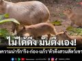 ไม่ได้ดึง มันตึงเอง! ส่องความน่ารัก‘กิง-ก่อง-แก้ว’ตังตึงแห่งสวนสัตว์เขาเขียว