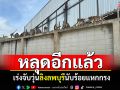 หลุดอีกแล้ว! เร่งจับวุ่นลิงนับร้อย แหกกรง\'สวนอนุบาลลิงลพบุรี\'