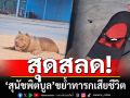 สุดสลด! \'สุนัขพิตบูล\'ขย้ำทารกวัย 2 เดือนเสียชีวิต