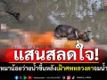 ภาพสลดใจ! หมาน้อยว่ายน้ำขึ้นหลัง เฝ้าศพ\'หลวงตา\'จมน้ำมรณภาพ