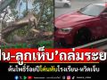 \'ฝน-ลูกเห็บ\'กระหน่ำเมืองระยอง ต้นโพธิ์ร้อยปีโค่นทับโรงเรียน-หวิดเจ็บ