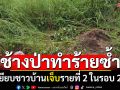ช้างป่าภูหลวงทำร้ายซ้ำ! เหยียบชาวบ้านเจ็บรายที่ 2 ในรอบ 2 วัน
