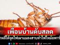 สุดสลด! สาวเกาหลีใต้จุดไฟเผาแมลงสาบ ทำไฟไหม้อพาร์ตเมนต์เพื่อนบ้านดับ1ราย