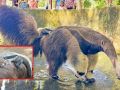 สมาชิกใหม่! ลูกตัวกินมดยักษ์หาชมยาก ลืมตาดูโลกที่สวนสัตว์เปิดเขาเขียว