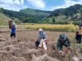 \'มทบ.38\'ลงพื้นที่ช่วยชาวนา\'เกี่ยวข้าว เกี่ยวสานสัมพันธ์พี่น้องไทย\'