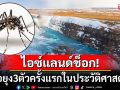 ชาวไอซ์แลนด์ช็อก! เจอยุง3ตัวครั้งแรกในประวัติศาสตร์ หลังอุณหภูมิพุ่งสูงขึ้น
