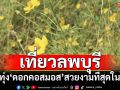 เที่ยวลพบุรี อลังการทุ่ง\'ดอกคอสมอส\' สวยงามที่สุดในไทย