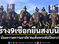 ช้าง9เชือก\'วังช้างอยุธยา\' ยืนสงบนิ่ง93วินาที น้อมถวายความอาลัย\'สมเด็จพระพันปีหลวง\'