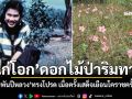 \'ดอกไก่โอก\' ดอกไม้ป่า\'พระพันปีหลวง\'ทรงโปรด เมื่อครั้งเสด็จเยือนโคราชครั้งแรก