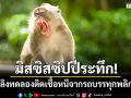 มิสซิสซิปปีระทึก! กลุ่มลิงทดลองติดเชื้อหนีจากรถบรรทุกพลิกคว่ำ