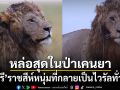 กลายเป็นไวรัล! ราชสีห์หนุ่มสุดหล่อแห่งป่าเคนยา ชาวเน็ตแห่ชมความสวยของแผงคอ