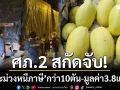 ศภ.2 สกัดจับ! ‘มะม่วงหนีภาษี’ ยึดของกลางกว่า 10 ตัน มูลค่า 3.8 แสนบาท