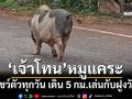 ‘เจ้าโทน’หมูแคระโชว์ตัวบนถนนทุกวัน เดินไกล 5 กม.เล่นกับฝูงวัว