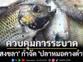 \'สงขลา\' กำจัด \'ปลาหมอคางดำ\' ควบคุมระบาดสัตว์น้ำต่างถิ่น