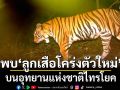 ข่าวดี!!! ‘อุทยานแห่งชาติไทรโยค’ พบ ‘ลูกเสือโคร่งตัวใหม่’ สั่งคุมเข้มป้องกันภัยคุกคาม