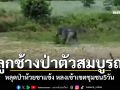 ไล่ต้อนจับ\'ลูกช้างป่าตัวสมบูรณ์\' หลุดป่าห้วยขาแข้ง พลัดหลงเข้าเขตชุมชน5วัน