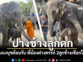 ปางช้างลูกดก! สวนนงนุชพัทยา ต้อนรับพี่น้องต่างครรภ์ สองลูกช้างเชือกใหม่