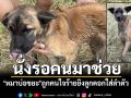 แสนสงสาร\'น้องหมาบ่อขยะ\' นั่งรอคนมาช่วย ถูกคนใจร้ายยิงลูกดอกใส่ข้างลำตัว