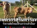 เกษตรกรระทม! \'วัวควาย\'ติดโรคยกตำบล ระบาดหนักรอบ10ปี\'โรคปากเท้าเปื่อย\'