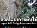 นักท่องเที่ยวตื่นตา! พบ\'บ่างพุงจง\'ห้อยหัวโชว์ตัวระยะประชิด สะท้อนความสมบูรณ์ป่าตะรุเตา