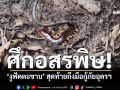 ศึกอสรพิษ!‘งูบู๊ตะขาบ’ สุดท้ายไม่พ้นมือกู้ภัยอุดรธานี