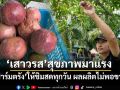‘เสาวรส’สุขภาพมาแรง ‘ฟาร์มตรัง’ปลูก 5 สายพันธุ์นำเข้า ให้ชิมสดทุกวัน ผลผลิตไม่พอขาย