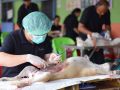 ‘ปศุสัตว์ชัยภูมิ’ลงพื้นที่ภูเขียว ผ่าตัดทำหมันฟรี ควบคุมประชากรสุนัข-แมว