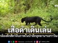อุทยานฯเอราวัณพบ\'เสือดำ\'เดินผ่านกล้องดักสัตว์ นทท.ไม่ต้องกลัวเพราะอยู่กลางป่าลึก