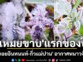 ปรากฏการณ์ \'เหมยขาบ\' แรกของปี \'ดอยอินทนนท์-กิ่วแม่ปาน\' อากาศหนาวจัด